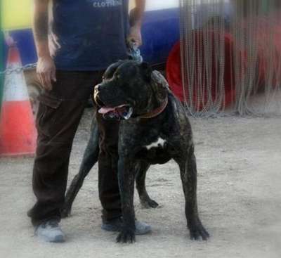 CANARIO DEL RUBIO