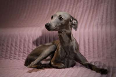 Grace Hound Georgiy Pobedonosets