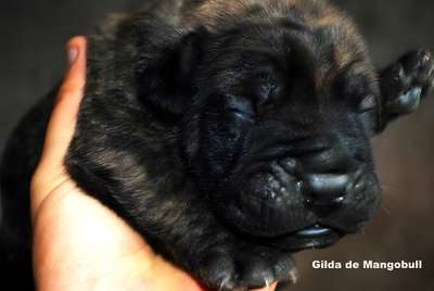 GILDA DE MANGO BULL