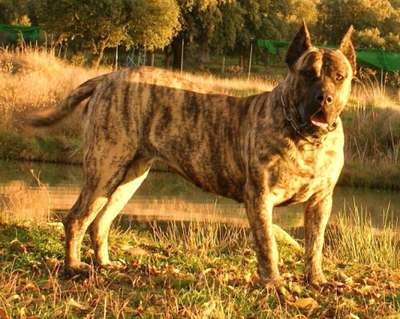 I-PUMA DE BARNACAN BULL