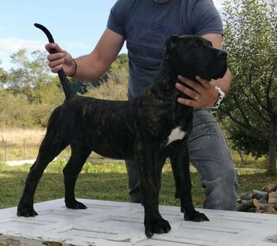ATY DE ANTONBULL