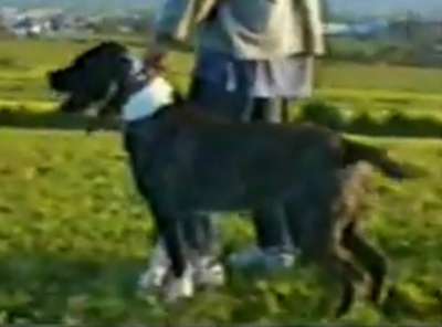CUJO DE CANTADIELLO
