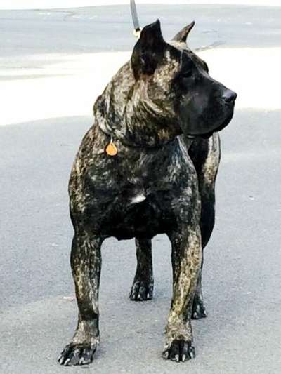 MACHA DE CANARIAN BULL