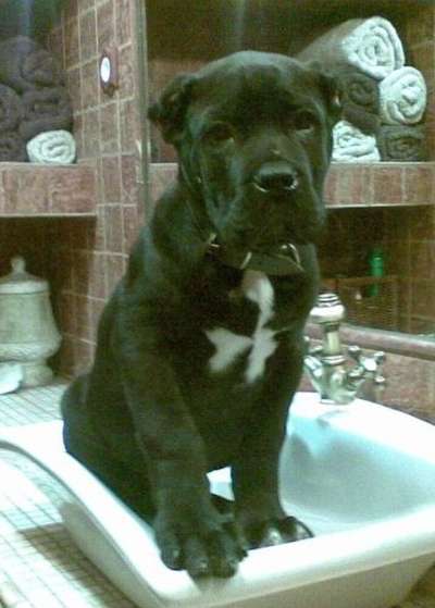 HANNIBAL DE KING ZULU