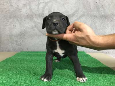 NALA DE BLACKSTONE