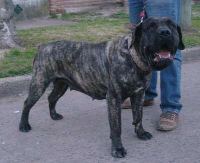 NEGRA DE RANCHO BRAVO