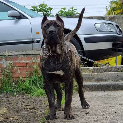 ALBENZO BULLET HEAD KENNEL