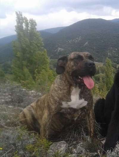 HINATA DE LA HUELLA DEL PRESA CANARIO