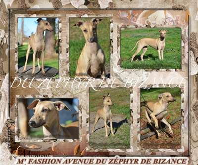 M Fashion Avenue Du Zephyr De Bizance