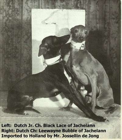 Black Lace Of Jachelann