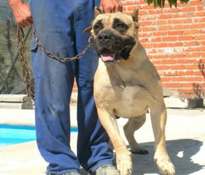 HERCULES DE KING ZULU