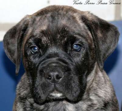 VESTA PERRO PRESA GRAND
