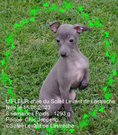 U'Fleur Chije Du Soleil Levant De Lastreche