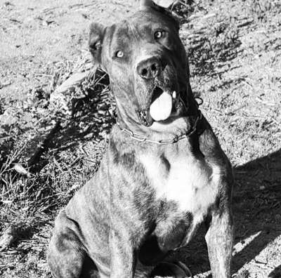 HULK DE KING ZULU
