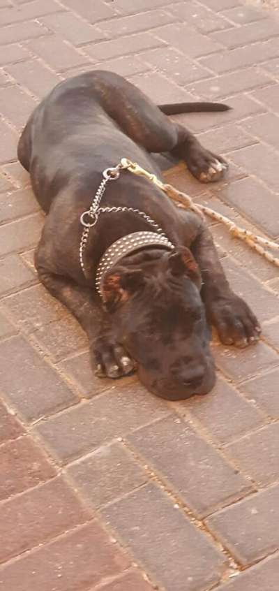 ALIF LIG KENNEL