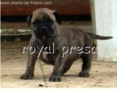 ERCKO DE ROYAL PRESA