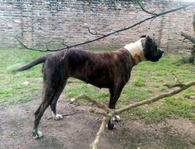 NORMA DE FURIA DEL PRESA