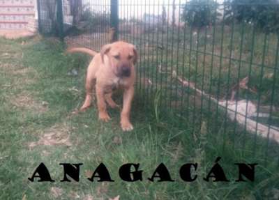 PAPA DE ANAGACAN