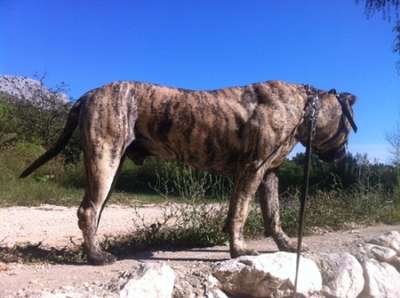 VACO DE SPALATO BULL
