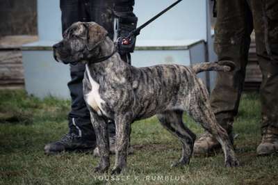 RAYA ( IMP. XENA VOM ALPHASCHUTZ )