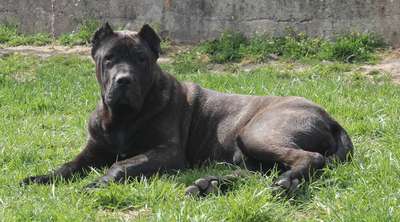 BOSS BULL CANARIO SOLANGE