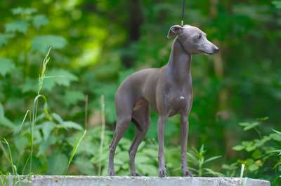 House Of Hounds Oriental Princess