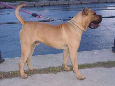 PERROS CANARIOS OROS CARLOS