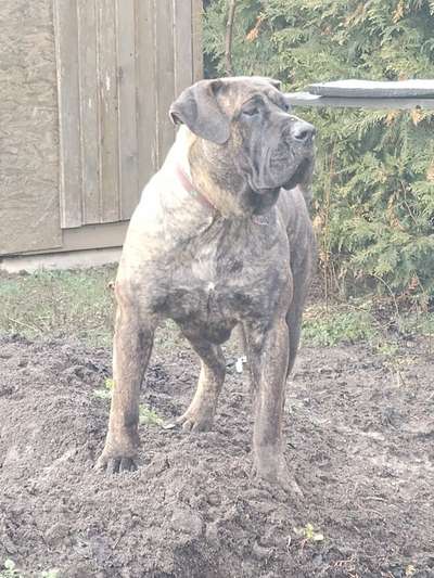 V-MILENA DOG PUR