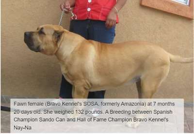 BRAVO KENNEL’S SOSA