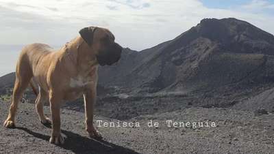 TENISCA DE TENEGUIA