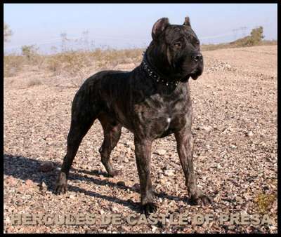 HERCULES DE CASTLE OF PRESA