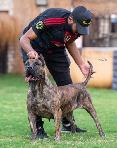 CANDY HOSSAM FARES KENNEL