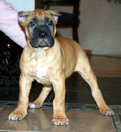 CORSO NONPAREL ZAREVNA CANARIO (ZENA)