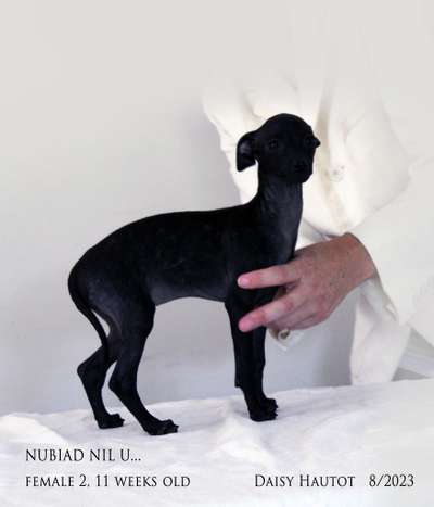 Nubiad Nil Under The Mistletoe