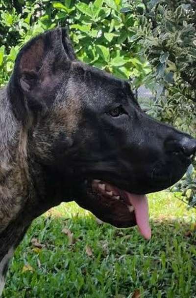 ARWEN DE RANCHO BRAVO