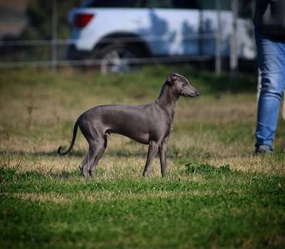 Eppur Si Muove del Gianicolo