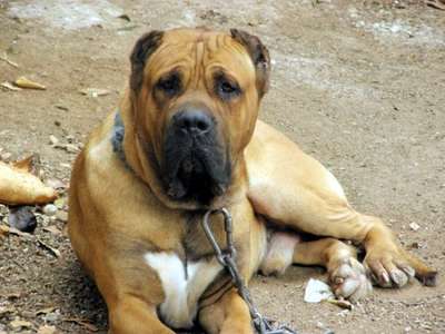 HUESO DE PERRO DE LA TIERRA