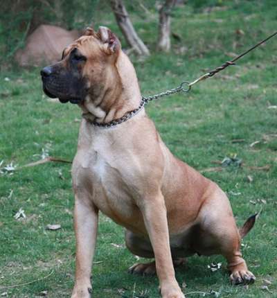 ROZA TIMDOGKENNEL