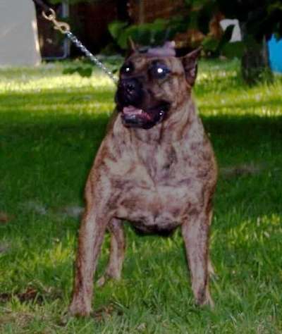 PRESA KINGDOM QUEEN NALA OF PICTURE PERFECT
