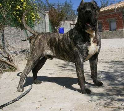 RON DE DOG REAL