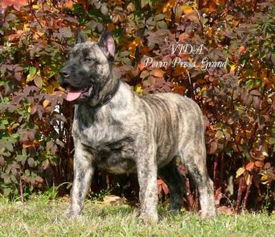 VIDA PERRO PRESA GRAND
