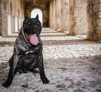 CHATO DE MAYA FLORES