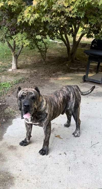 BRAVO KENNEL’S ZIGGY