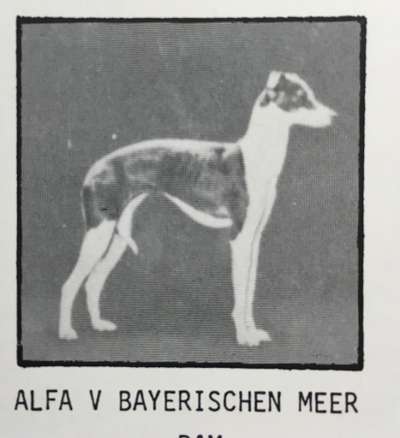 Alfa Vom Bayerischen Meer