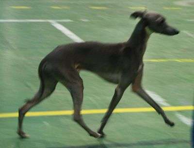 Iso-Brina's Jagielo Del Paso