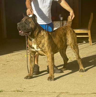 U-MAX DOG PUR