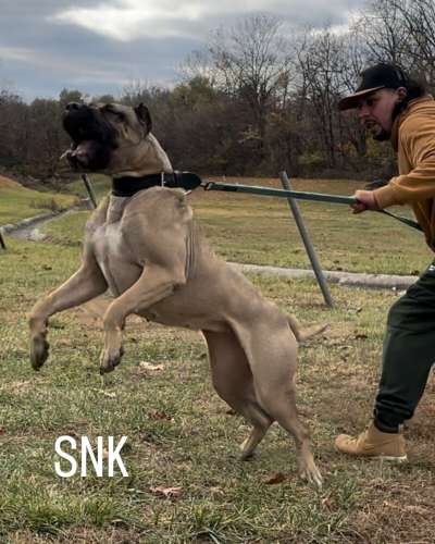 NALA DE SANGRE NUEVA