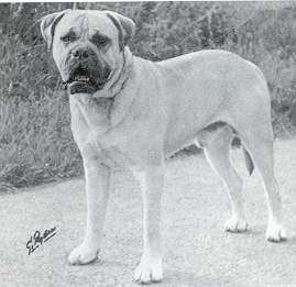 Loky of Mullorna