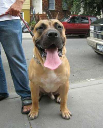 BRAVO KENNEL'S MEMPHIS