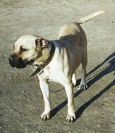 SIRA DE KING ZULU